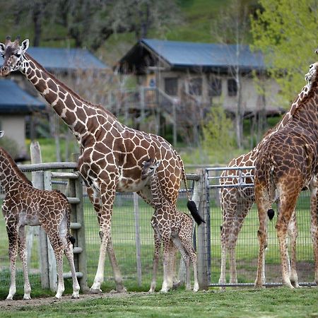 Hotel Safari West Mark West Springs Exteriér fotografie