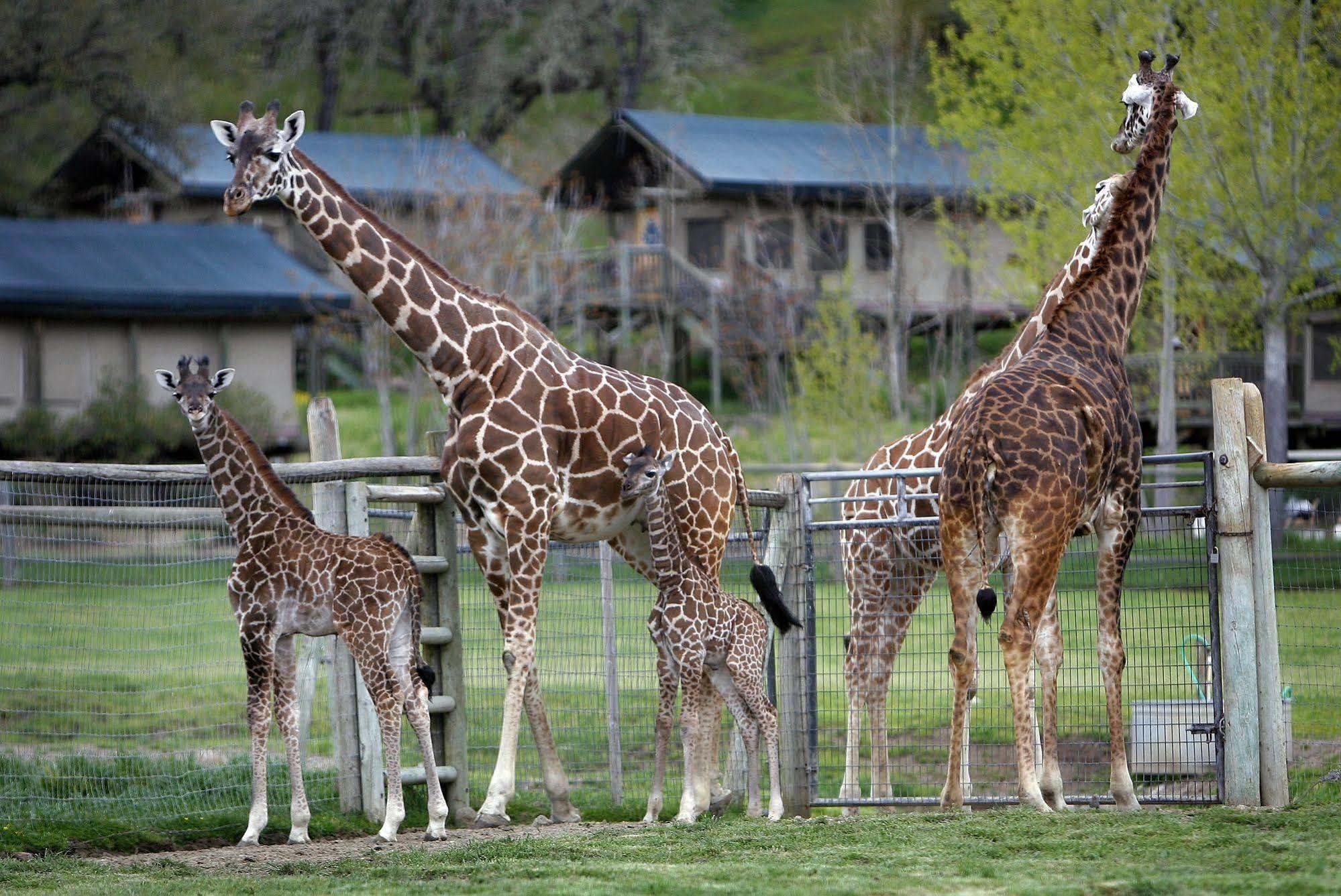 Hotel Safari West Mark West Springs Exteriér fotografie
