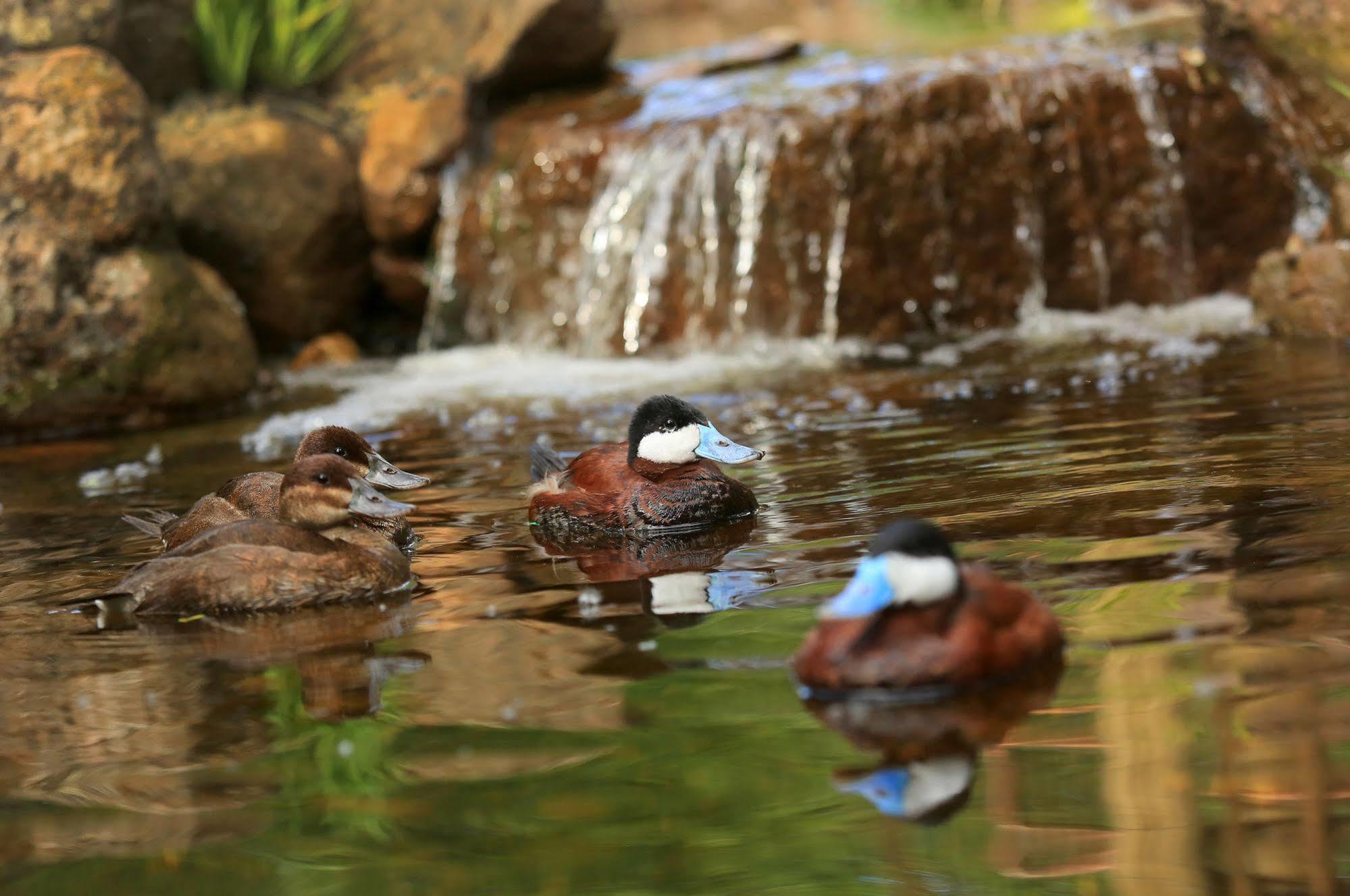 Hotel Safari West Mark West Springs Exteriér fotografie